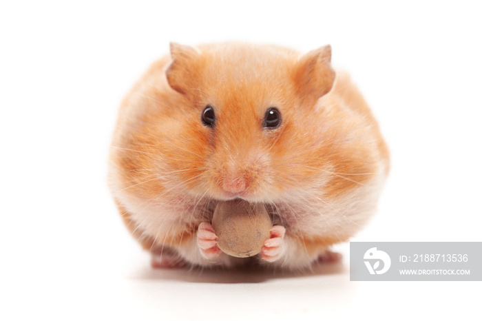 Cute funny syrian hamster eating nuts isolated on white background