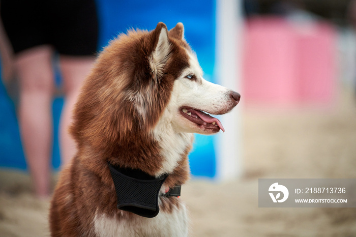 Husky dog close up on summer sandy beach, red Husky dog portrait, outdoor walking with adorable pet