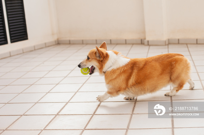 Corgi dog playing with a tennis ball at the terrace of an apartment or house. Cute welsh corgi Pembroke purebred looking funny. Funny moment of living with a dog.