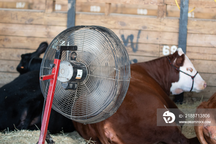 Fan cooling show cattle at a livestock show