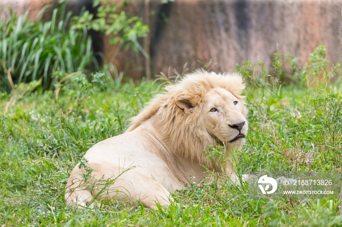 Albino lion resting in the daytime.