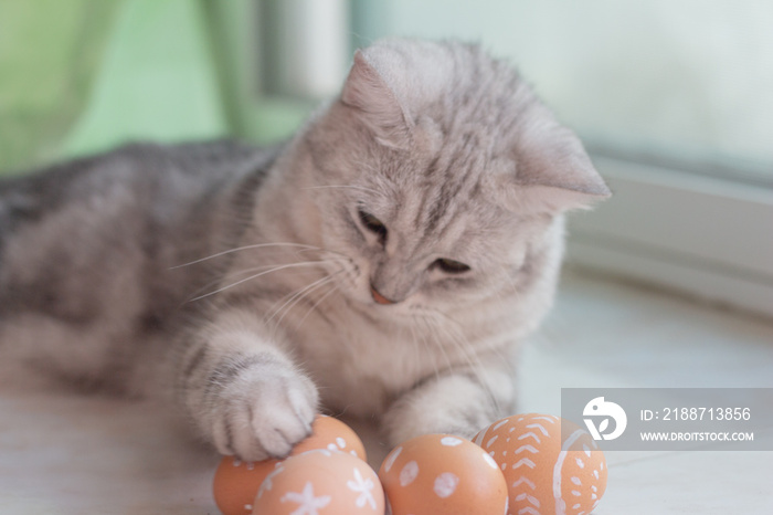 Cat with Easter eggs.