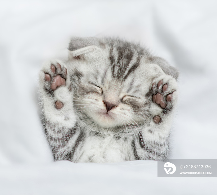 Cozy tiny kitten sleeps under blanket on a bed at home. Top down view