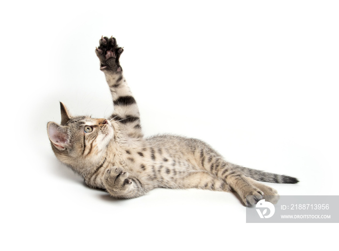 Tabby kitten laying down on white