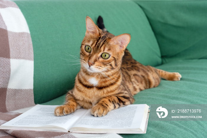 Adorable Bengal cat lies on the sofa with a book