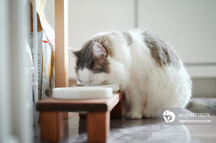 ご飯を食べている白猫