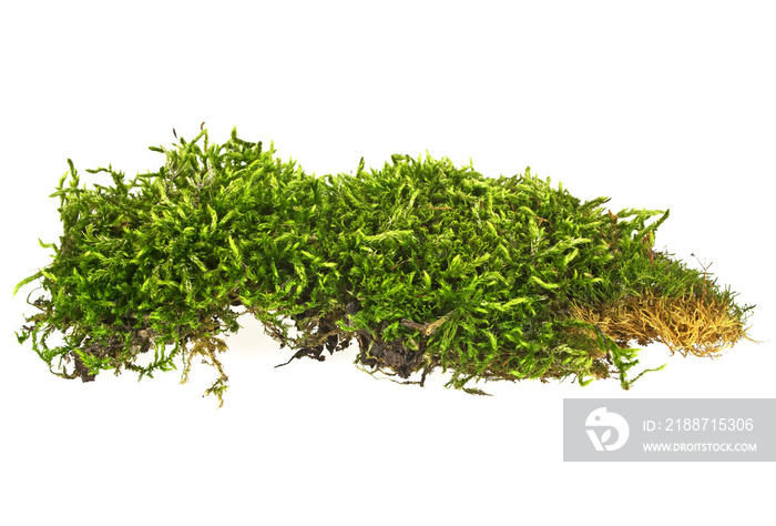 Green moss isolated on white background, closeup