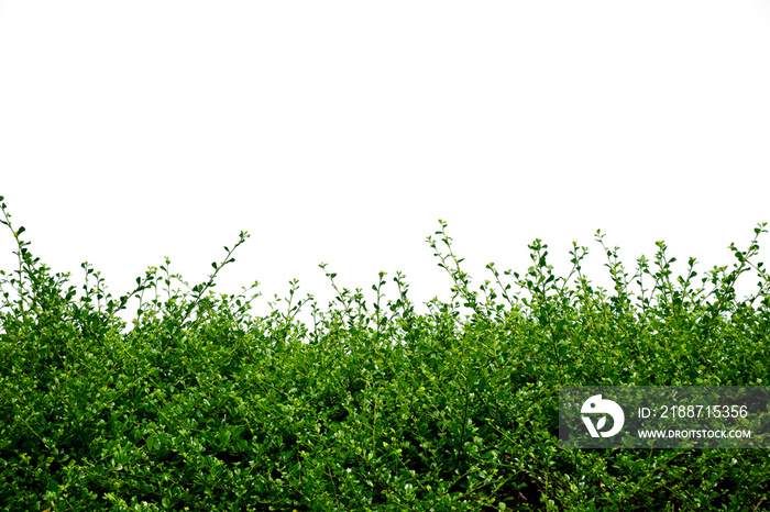 Green bush on white background