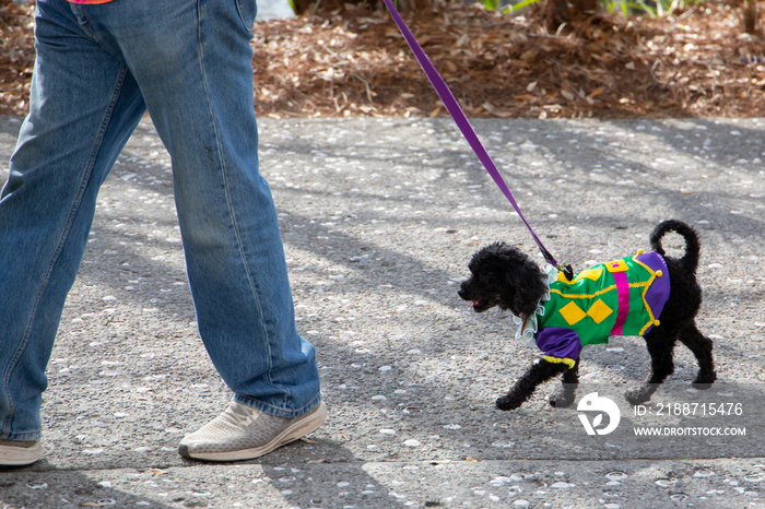 small black terrier mix dog in costume at a mardi gras parade walking with the owner