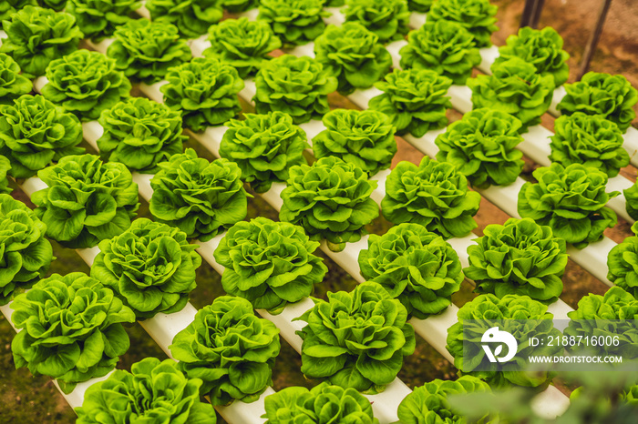 Fresh lettuce leaves, close up.,Butterhead Lettuce salad plant, hydroponic vegetable leaves. Organic food ,agriculture and hydroponic conccept