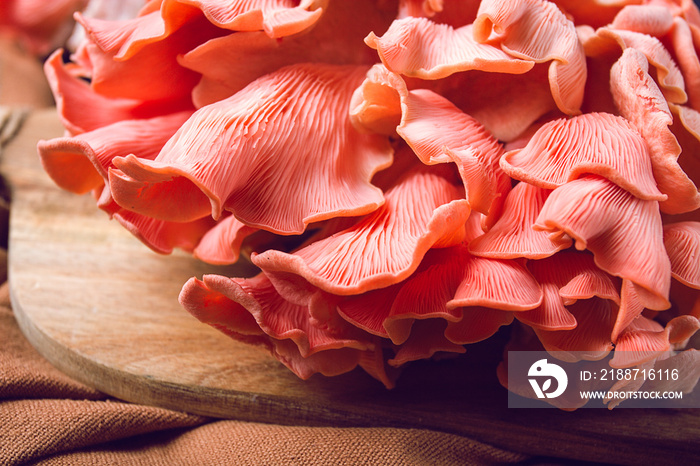 Pink oyster mushroom, bunch, close-up , raw, no people,