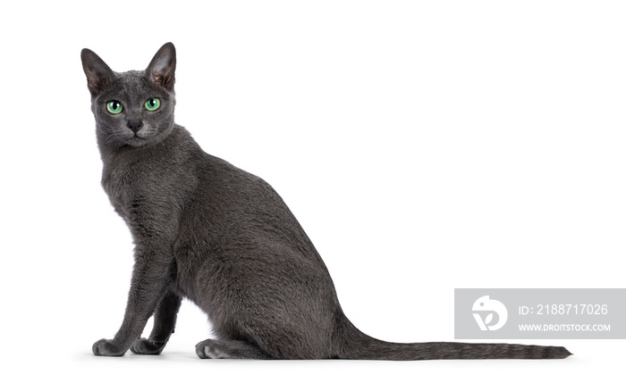 Young silver tipped Korat cat, sitting up side ways. Looking towards camera with bright green eyes and attitude. Isolated on a white background.