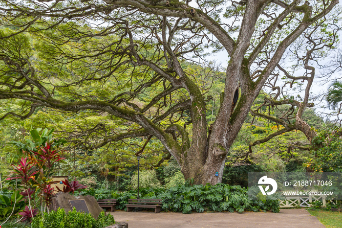 Giant Trees at Waimea Valley Hawaii