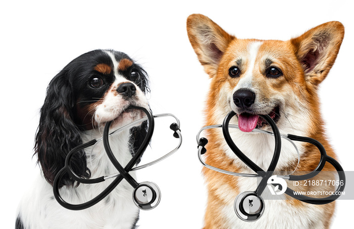 dog veterinarian doctor and stethoscope, welsh corgi