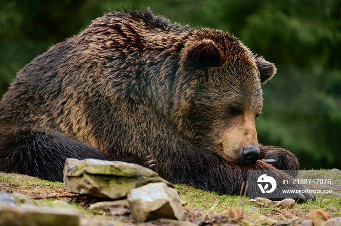 Brown bear on a walk and in search of food, a bear after hibernation.