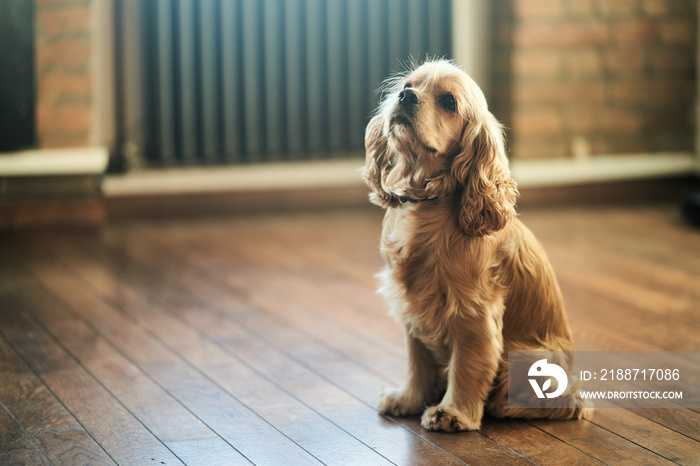 American Cocker Spaniel sitting on the floor