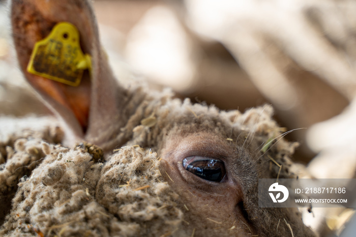 Eye of the sheep on the farm