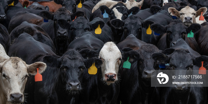 Vivid cattle banner tightly packed