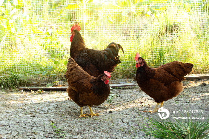 Rooster and hen Rhode Island Red australia species in free range husbandry natural animal in backyard. concept purebred egg chickens farming in lifestyle garden organic.