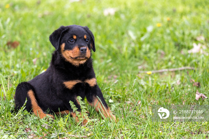 Small rottweiler puppy sitting on the lawn