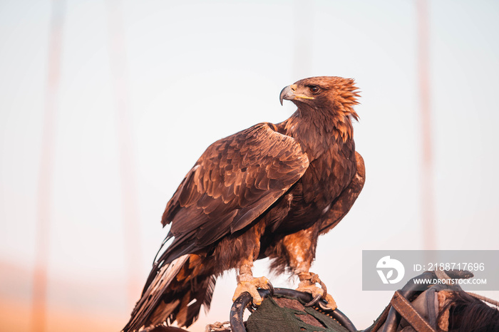 Closeup of tied eagle sitting on a horse saddle