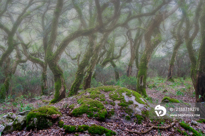 Bosque jurásico en el interior del parque natural de los alcornocales, Andalucía