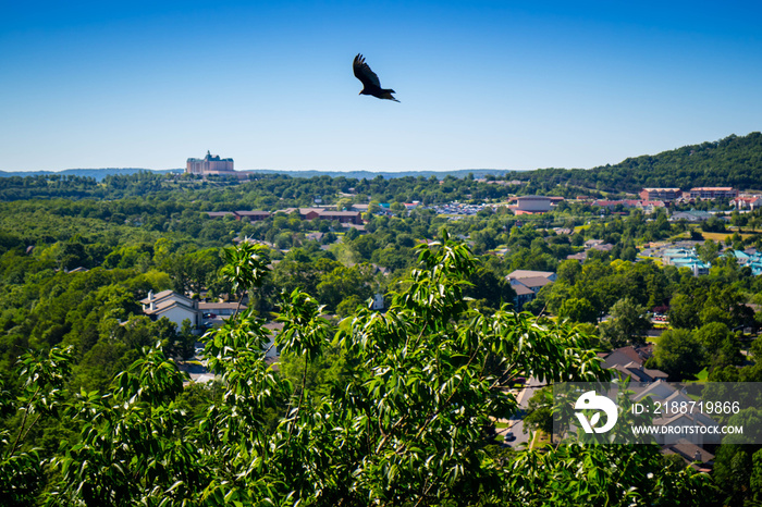 An American Crow in Branson at Southwest Missouri