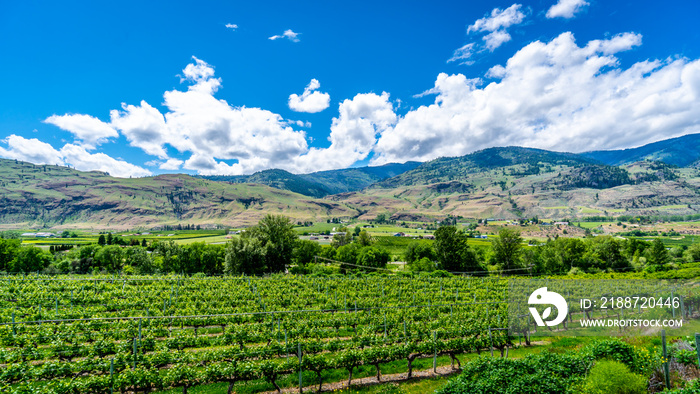 Rows on Vines in the Vineyards of Canada’s Wine Region in the Okanagen Valley between the towns of Oliver and Osoyoos, British Columbia, Canada