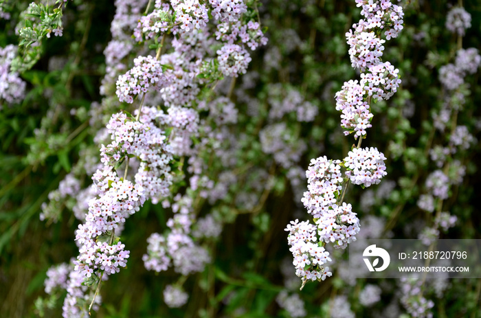 Buddleja alternifolia perennial deciduous shrub or small tree up to three meters high, grows strongly width leaves are lanceolate, opposite, shortly petiolate. Fragrant flowers grow in laths. blooms