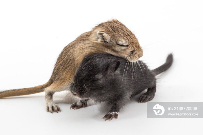 Puppy Mongolian gerbil, Desert Rat