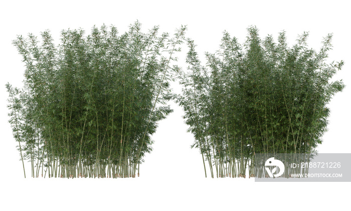 Bamboo plants, clumping of bamboo trees and leaf isolated