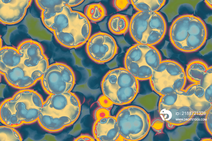 Shape of bacterial cell: cocci, bacilli, spirilla bacteria