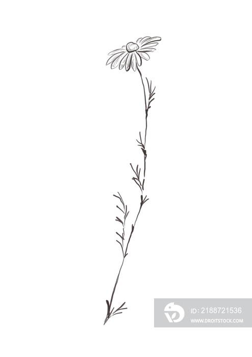 Watercolor illustration of chamomile flower