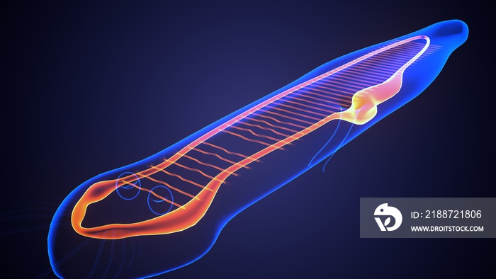 Planaria flatworm under the microscope .3d illustration