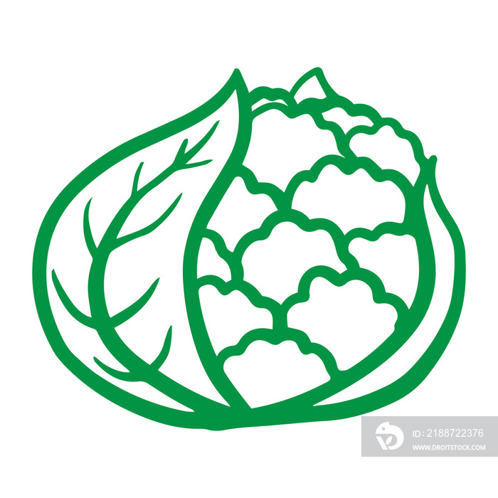 cabbage hand drawn illustration for healthy food design element. colorful vegetable and fruit theme