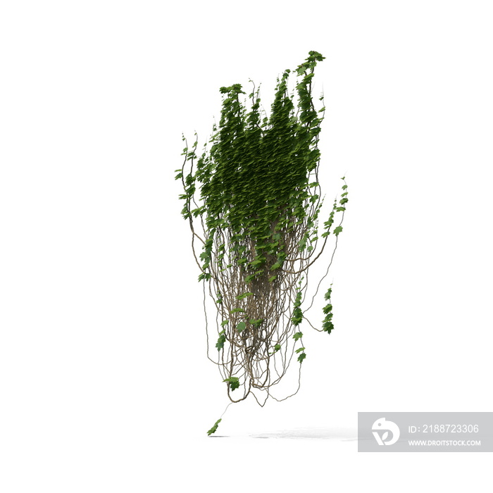 3D illustration of a realistic Ivy plant