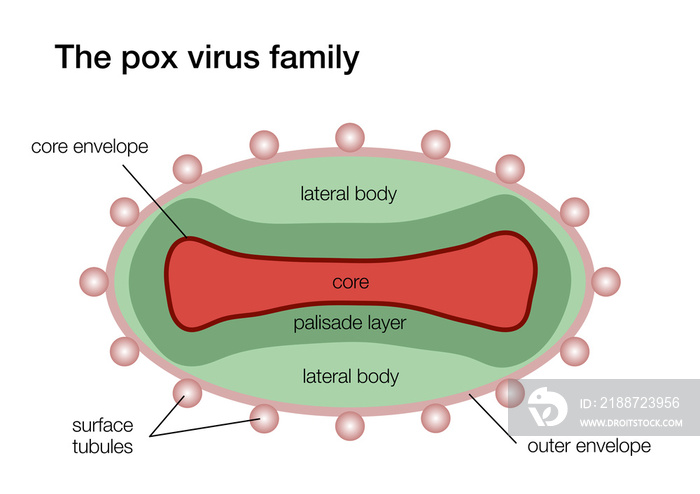 Illustration of the pox virus structure
