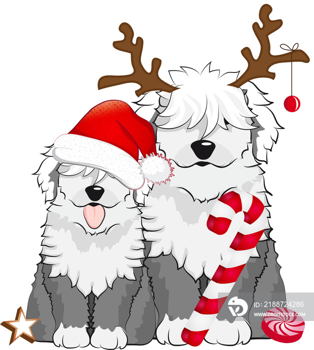 zwei niedliche Bobtail Hunde feiern gemeinsam Weihnachten