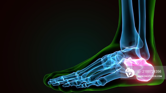 3d illustration of the human skeleton mid foot bone