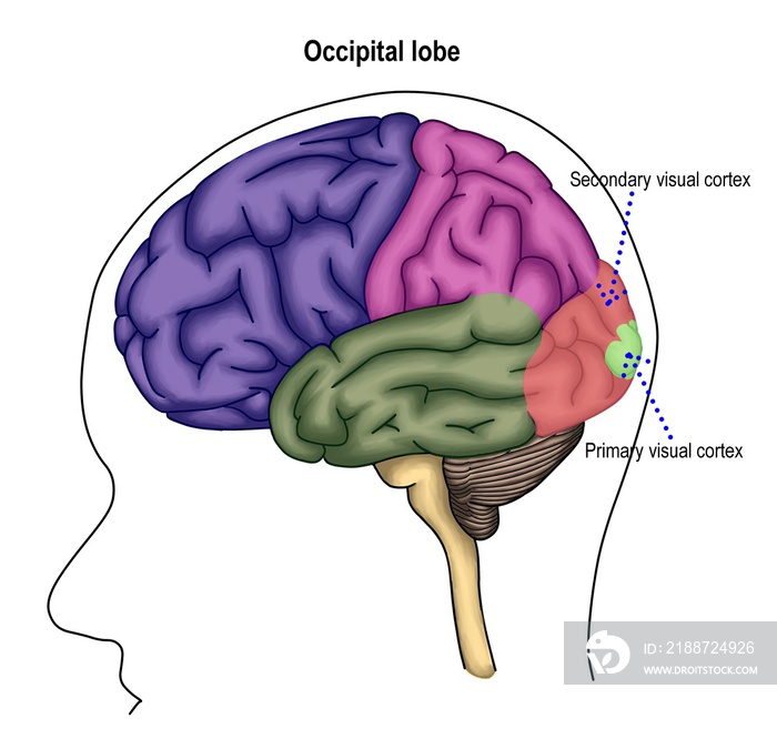 Occipital lobe of human’ brain