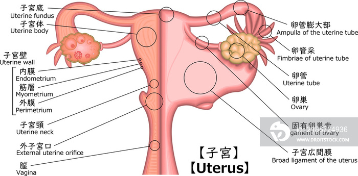 子宮　構造　イラスト