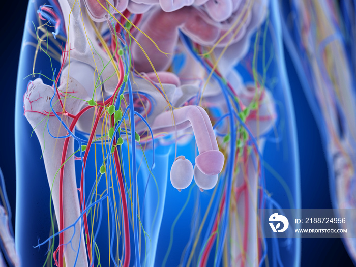 3d rendered medically accurate illustration of the pelvic anatomy