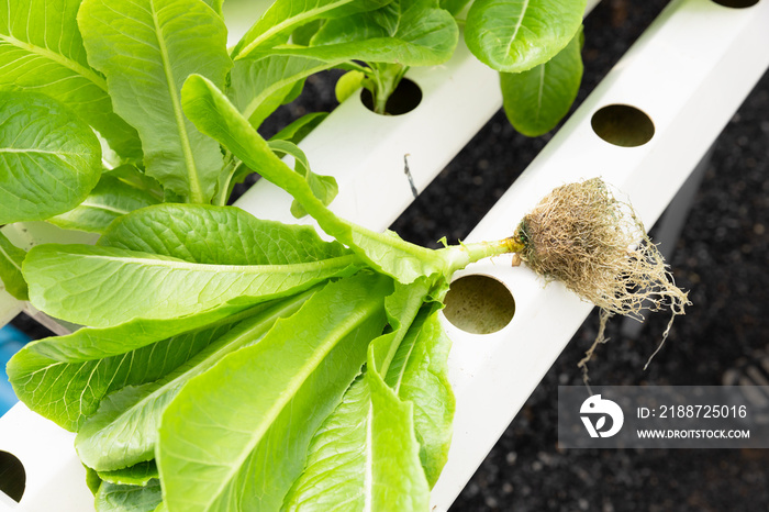 Closeup Green Cos Plant with Hydroponics no soil in modern Agriculture Farm.