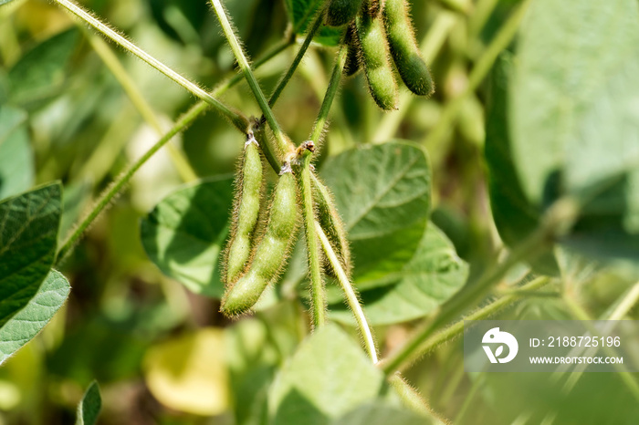 Soya bean fruit (Glycine max)