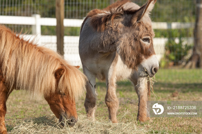 Miniature Donkey and Miniature horses eating hay