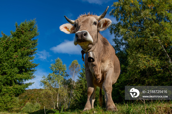 cow grazing