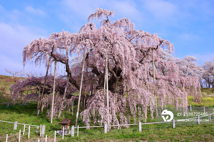 三春町　滝桜