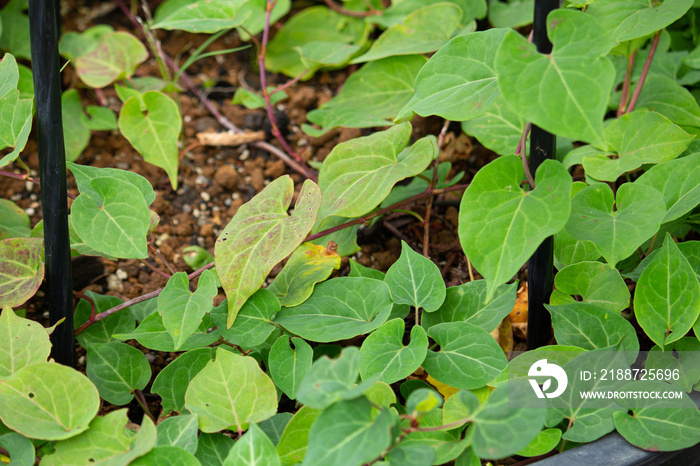 ツルドクダミの葉　(polygonum multiflorum）生薬名：何首烏（カシュウ）、秋、東京、日本