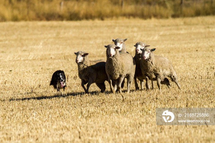 A border collie rounding up several sheep during competition (trials) at Hailey, Idaho