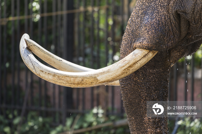 Closeup of elephant tusk